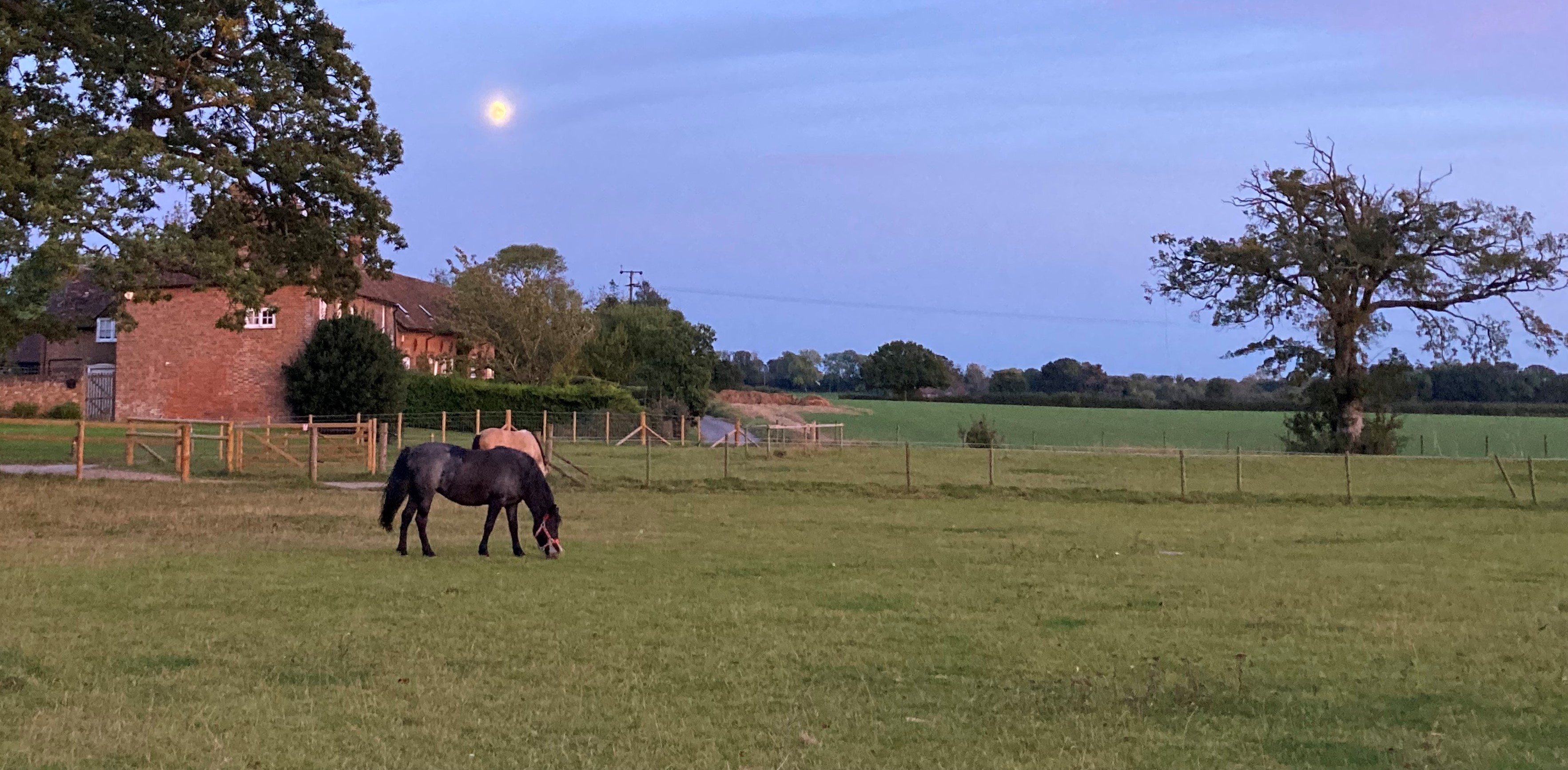 Animals in nature