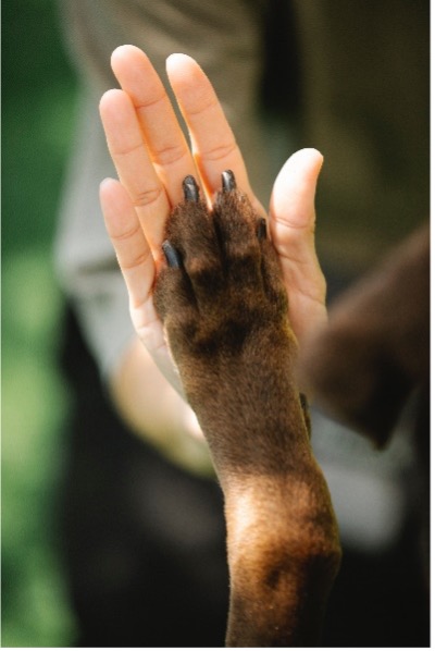 Animal Reiki healing