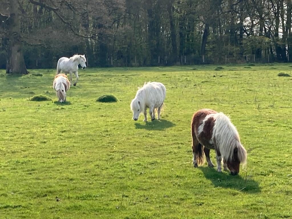 Ponies grazing in a Kent field